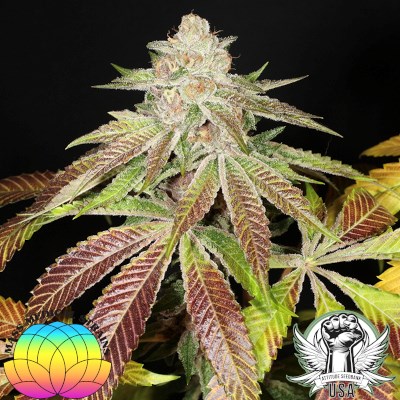 attitude usa mass medical pupil kush 3_400x400.jpg