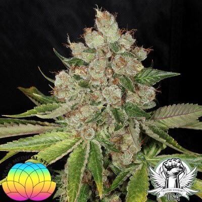 attitude usa mass medical pupil kush 4 400x400_400x400.jpg