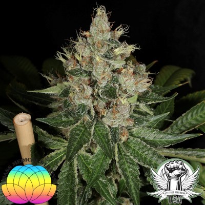 attitude usa mass medical pupil kush 5_400x400.jpg