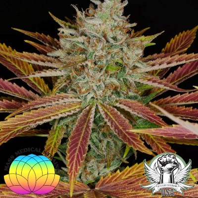 Mass Medical Strains Seeds PuTang