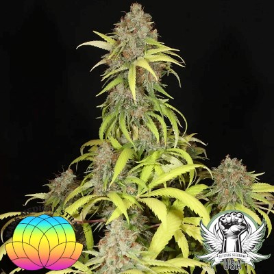 attitude usa mass medical sour pupil 2_400x400.jpg