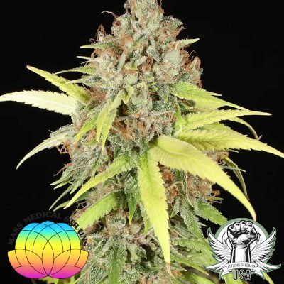 Mass Medical Strains Seeds Sour Pupil