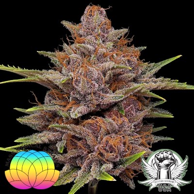 Mass Medical Strains Seeds Star Pupil