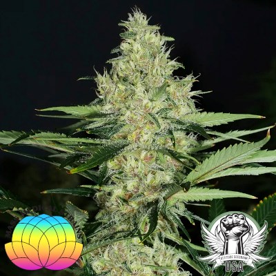 Mass Medical Strains Seeds Super Lemon Pupil