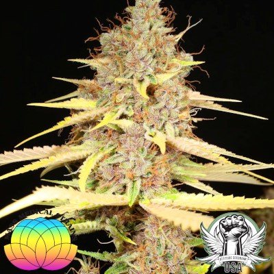 Mass Medical Strains Seeds Super Silver Pupil