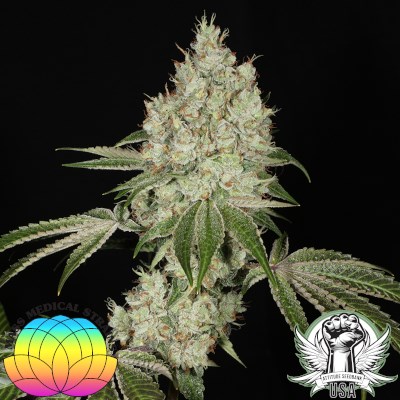 attitude usa mass medical triangle kush bx2 2_400x400.jpg