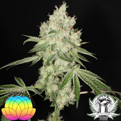 attitude usa mass medical triangle kush bx2 3_400x400.jpg