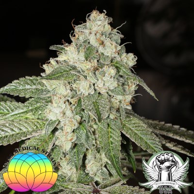 attitude usa mass medical triangle kush bx2 4_400x400.jpg