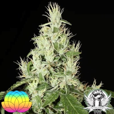 Mass Medical Strains Seeds Triangle Laos