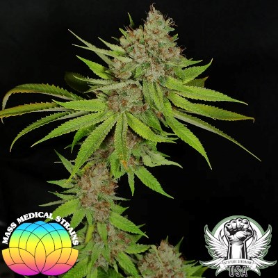 attitude usa mass medical triangle pupil 4_400x400.jpg