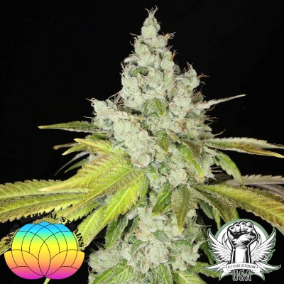 Mass Medical Strains Seeds Vx1000