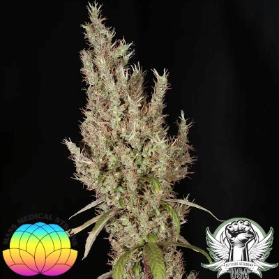 Mass Medical Strains Seeds Watermelon Hashplant