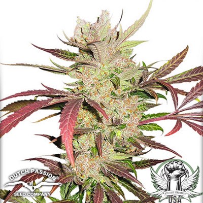 Dutch Passion Seeds Masterkush