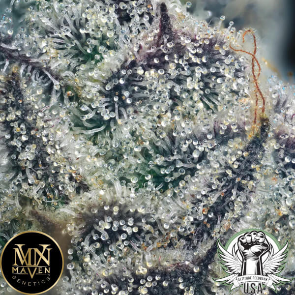 attitude usa maven genetics apples and diamonds 2_600x600.jpg