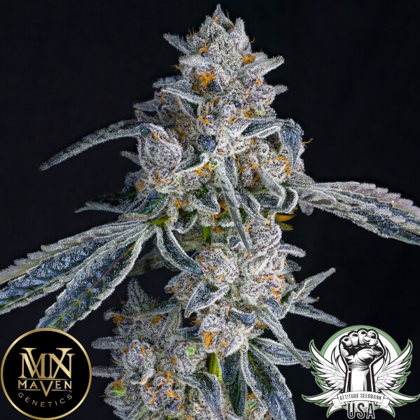 Maven Genetics Seeds Blue Dashi