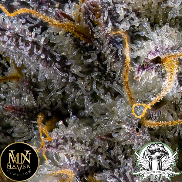attitude usa maven genetics blue dashi 2_600x600.jpg
