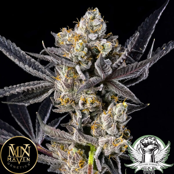 attitude usa maven genetics blue lotus s1 2_600x600.jpg