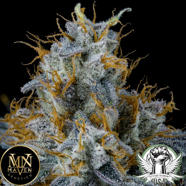 attitude usa maven genetics blue lotus s1 4_600x600.jpg