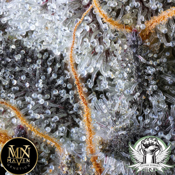 attitude usa maven genetics french lotus 2_600x600.jpg