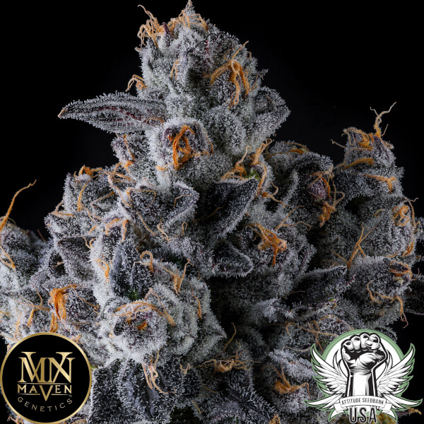 attitude usa maven genetics french lotus 3_600x600.jpg