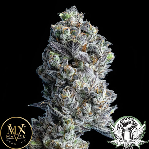 Maven Genetics Seeds Gold Linens