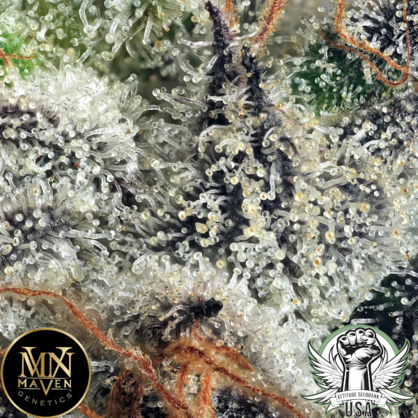 attitude usa maven genetics gold linens 2_600x600.jpg