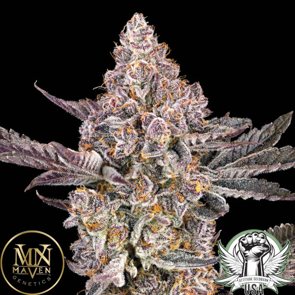 Maven Genetics Seeds Orange Sapphire