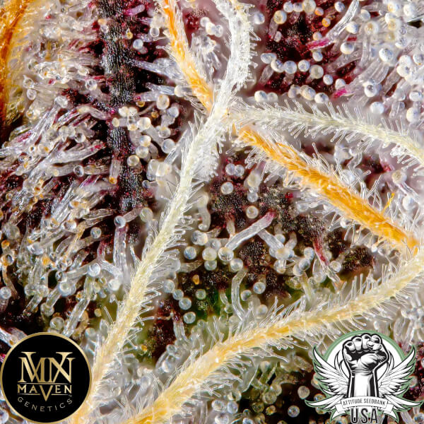 attitude usa maven genetics orange sapphire 2_600x600.jpg