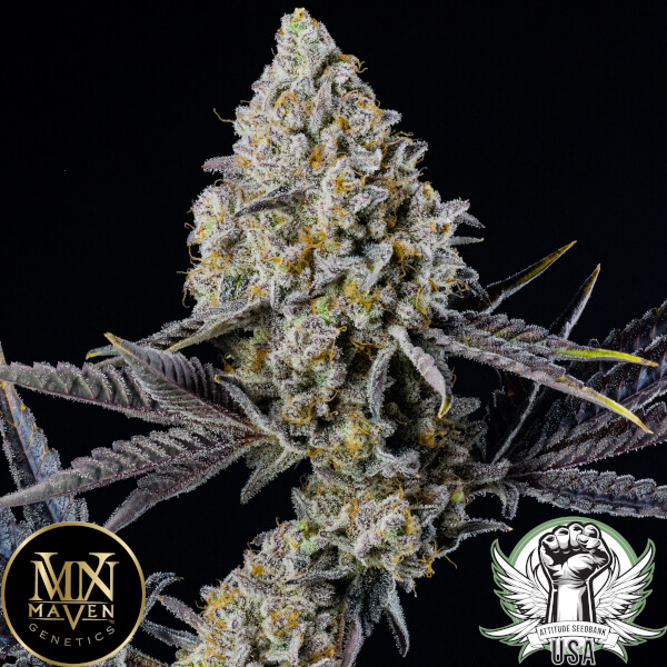 Maven Genetics Seeds Paradiso