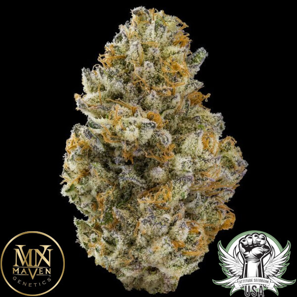 attitude usa maven genetics paradiso 2_600x600.jpg