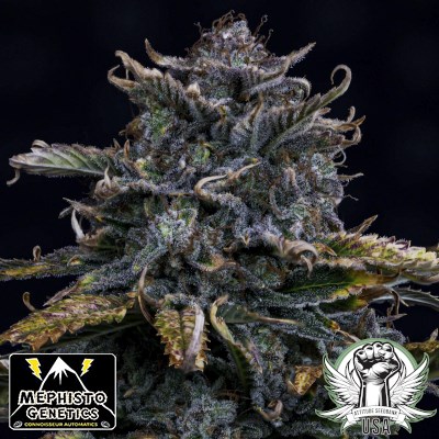 Mephisto Genetics Seeds 4 Assed Monkey AUTO