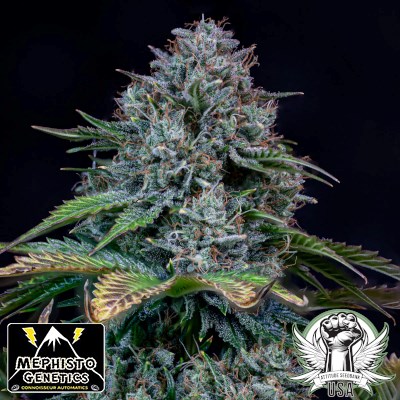 Mephisto Genetics Seeds Creme de la Chem AUTO