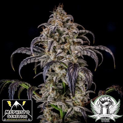 Mephisto Genetics Seeds Double Grape AUTO