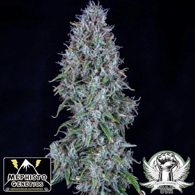 Mephisto Genetics Seeds Hubbabubbasmelloscope AUTO