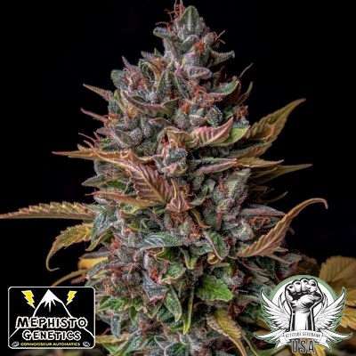 Mephisto Genetics Seeds Orange Biscuits AUTO