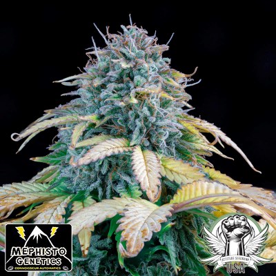 Mephisto Genetics Seeds Samsquanch OG AUTO