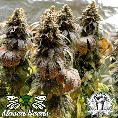 Mosca Seeds Indiana Bubble Gum S1