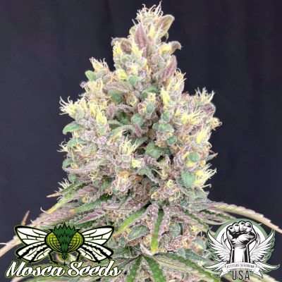 Mosca Seeds MarVista