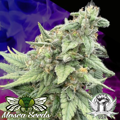 Mosca Seeds Pink LemonAid S1