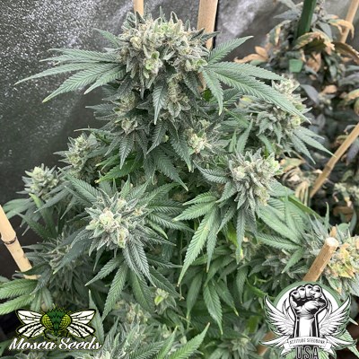 Mosca Seeds Planet Hulk S1