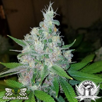 Mosca Seeds Raspberry Boogie S2