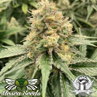 Mosca Seeds Strawberry Guava AUTO