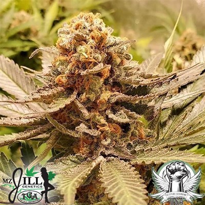 TGA Mz Jill Genetics Seeds Jokers Wild