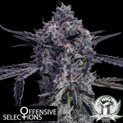 Offensive Selections Seeds Black Market