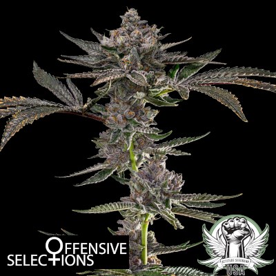 attitude usa offensive selections california 1_400x400.jpg