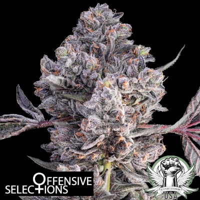 The Attitude Seedbank - Offensive Selections Seeds Hellcat