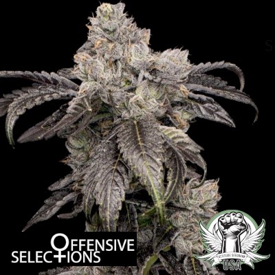 Offensive Selections Seeds Pink Lady