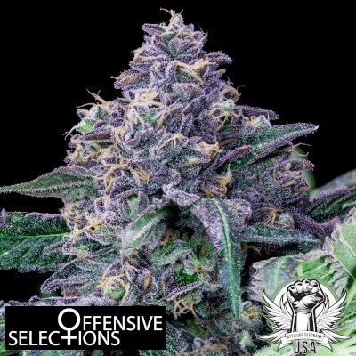 attitude usa offensive selections sex tape_400x400.jpg