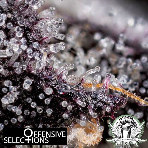 Offensive Selections Seeds Sinister