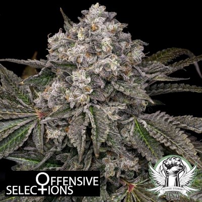 Offensive Selections Seeds Sourdough S1
